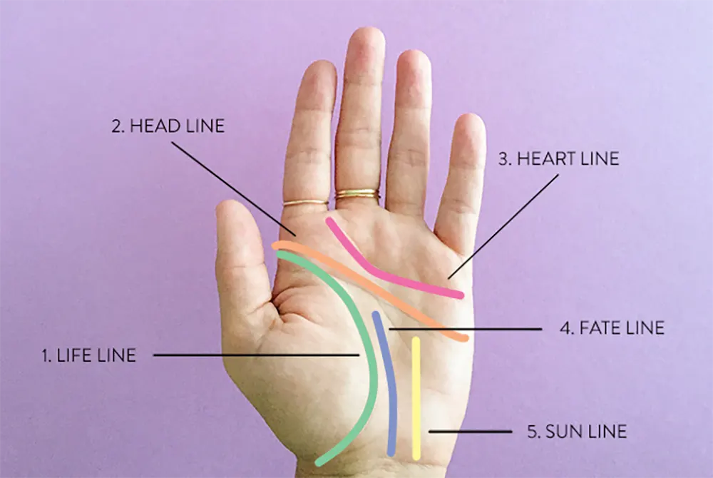 Fate Line Starting from Life Line vs Head Line: Unlocking the Secrets of Your Career and Destiny in Palmistry 4 Comprehensive diagram of major hand lines in palmistry, including fate, life, and head lines
