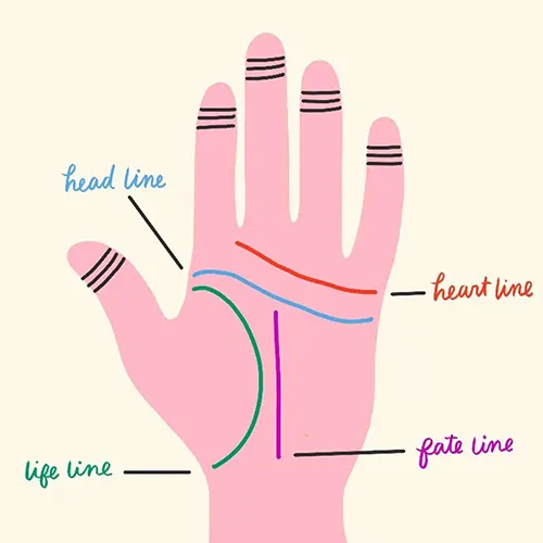 Cross-Cultural Interpretations of the Head Line 2 Diagram of head line in palmistry highlighting position and meanings